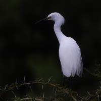 Egret�